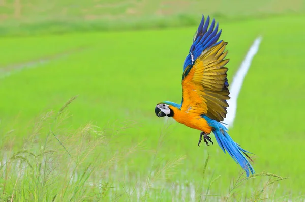 Colorful Macaw Parrot Flying Rice Fields — ストック写真