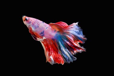 Beta balığı, siyam balığı savaşçısı siyah arka planda izole edilmiş, renkli bir hayvan.