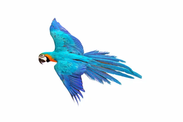 Papagaio Arara Colorido Voando Isolado Branco — Fotografia de Stock