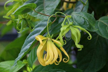 Dwarf ylang-ylang flower blooming in the garden.