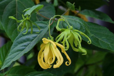 Dwarf ylang-ylang flower blooming in the garden.