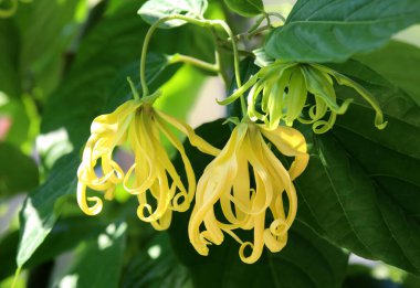 Dwarf ylang-ylang flower blooming in the garden.