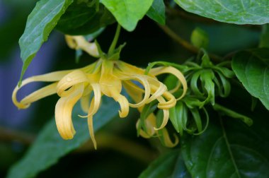 Dwarf ylang-ylang flower blooming in the garden.