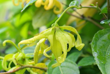 Dwarf ylang-ylang flower blooming in the garden.