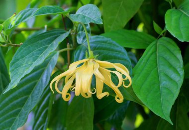 Dwarf ylang-ylang flower blooming in the garden.