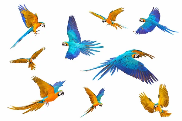 Set of Blue and gold macaw parrot isolated on white background.