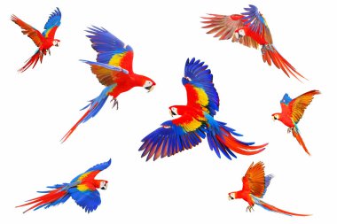 Set of Scarlet macaw parrot isolated on white background.