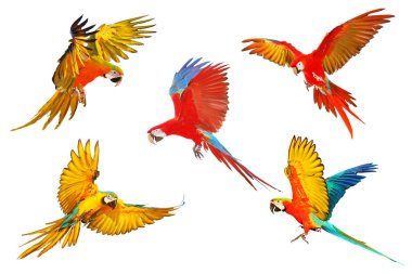 Beyaz arka plan üzerinde izole Amerika papağanı papağan kümesi.