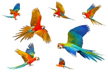Set of Green wing macaw parrot isolated on white background.