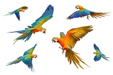 Set of Catalina parrot isolated on white background.