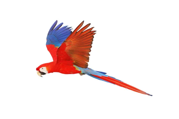 Set Scarlet Macaw Parrot Isolated White Background — Stockfoto