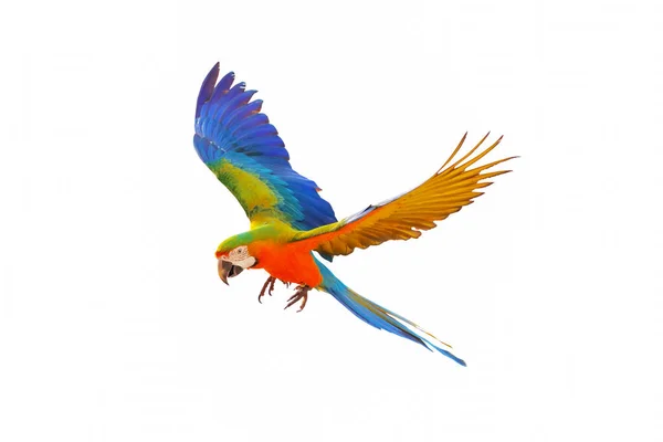 Catalina Parrot Flying Isolated White Background — Stockfoto