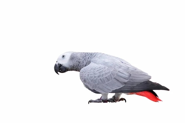 African Gray Standing Isolated White Background —  Fotos de Stock