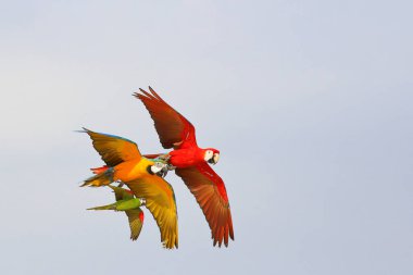 Gökyüzünde uçan renkli papağanlar.