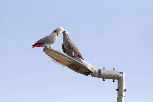 Cute African Gray Parrot Perched Electric Pole —  Fotos de Stock