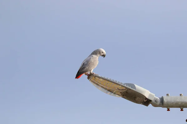 Cute African Gray Parrot Perched Electric Pole — стоковое фото