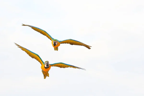 Coloridos Loros Guacamayos Volando Aislados Blanco — Foto de Stock