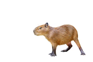 Capybara beyaz arkaplanda izole.