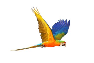 Catalina parrot flying isolated on white background.