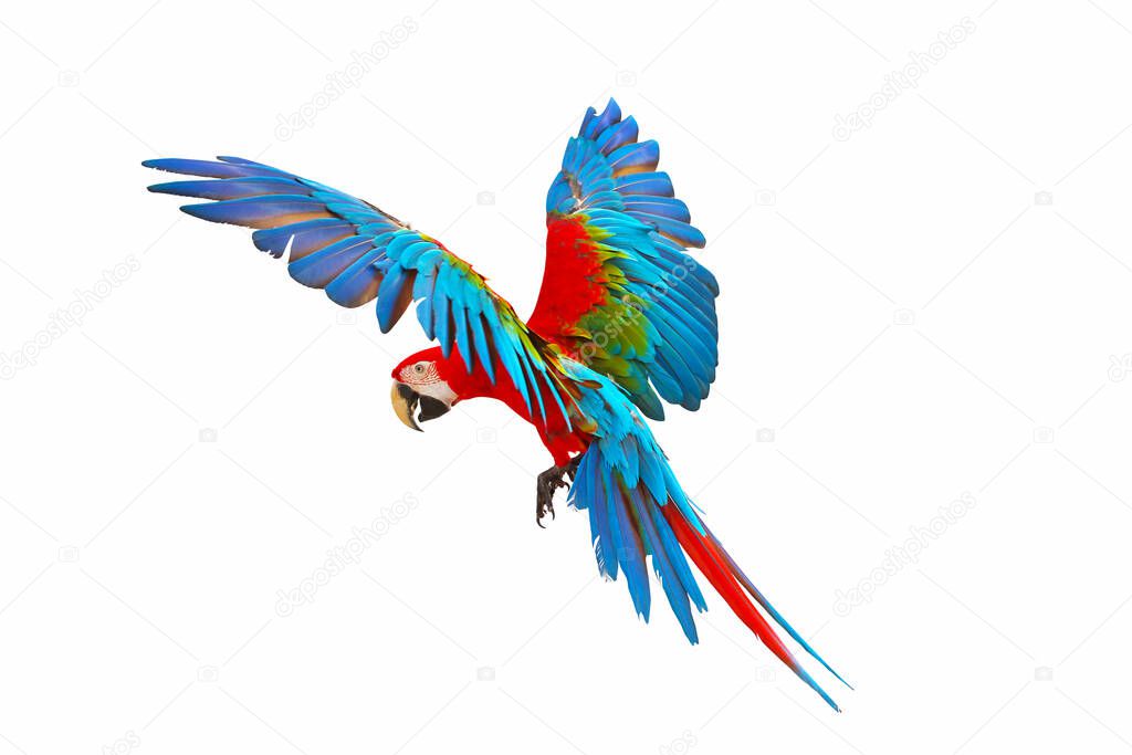 Colorful green wing macaw flying isolated on white background.