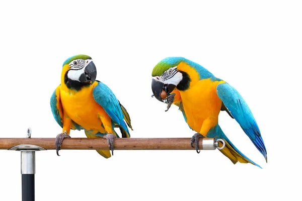 Beautiful Macaw Parrots Perched Branch — Stock Photo, Image