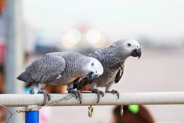 Lindo Loro Gris Africano Encaramado Una Rama —  Fotos de Stock