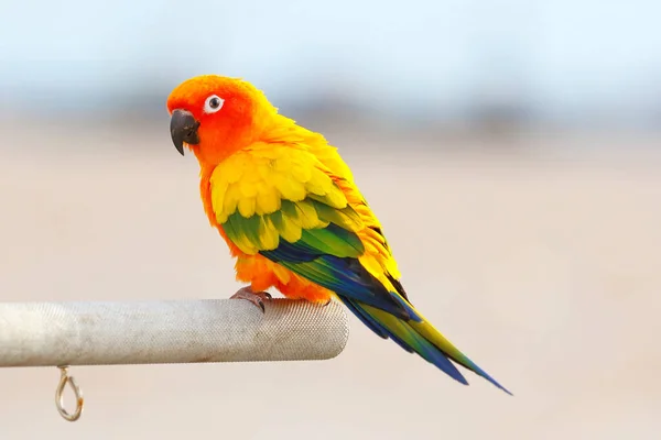Güneş Papağanı Renginde Bir Dala Tünemiş Papağan — Stok fotoğraf