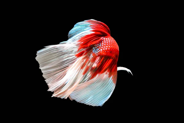 Betta Fish Siamese Fighting Fish Isolated Black Background Colorful Animal — Stok fotoğraf