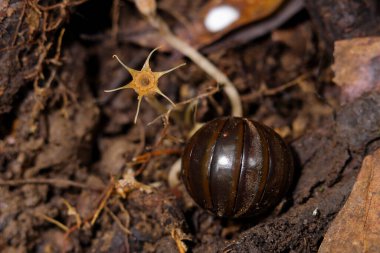 Hap Kırkayak yağmur ormanlarında yaşar.