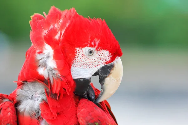 Yeşil Kanatlı Papağana Yakın Çekim Hayvan Arkaplanı — Stok fotoğraf