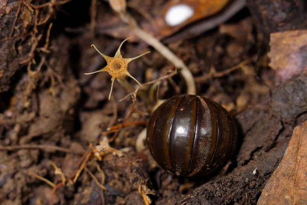 Hap Kırkayak yağmur ormanlarında yaşar.