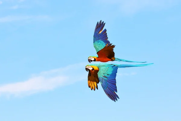 空を飛ぶカラフルな青と金のマコーのオウム — ストック写真