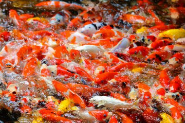 Bahçedeki gölde yüzen süslü sazan ya da koi balığı..