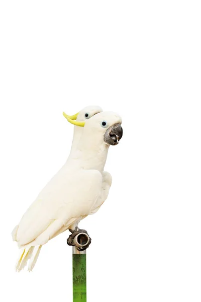 Vacker Cockatoo Papegoja Isolerad Vit Bakgrund — Stockfoto