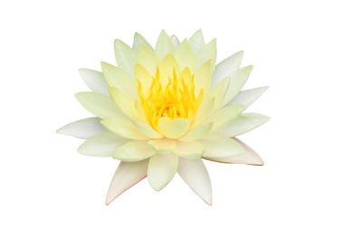 Sarı nilüfer çiçekleri beyaz arka planda izole edilmiş..