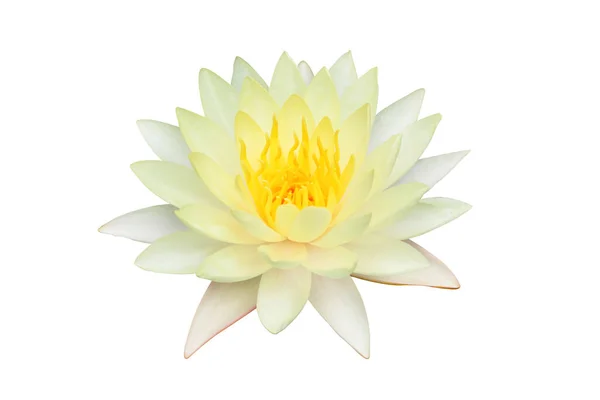 Yellow water lily blooming isolated on white background.