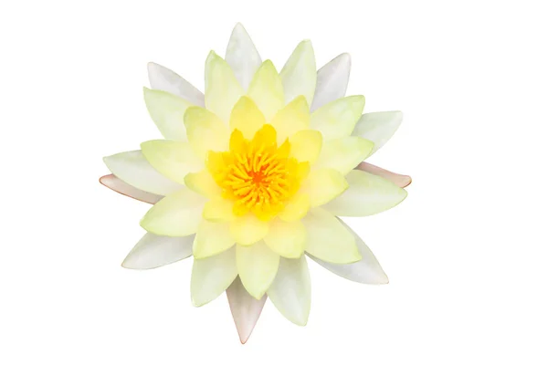 Yellow Water Lily Blooming Isolated White Background — Stock Photo, Image