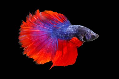 Siyah arka planda izole edilmiş renkli savaşan balıklar.