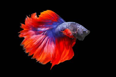 Siyah arka planda izole edilmiş renkli savaşan balıklar.