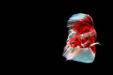 Siyah arka planda izole edilmiş renkli savaşan balıklar.