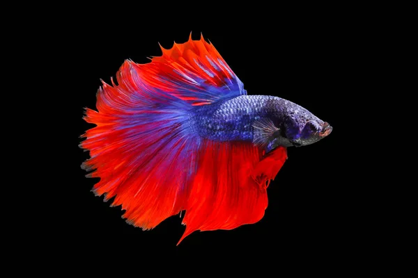 Siyah Arka Planda Izole Edilmiş Renkli Savaşan Balıklar — Stok fotoğraf