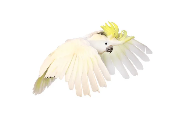Güzel papağan beyaz arka planda izole edilmiş..