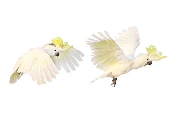 Красивий Папуга Кокату Ізольовано Білому Тлі — стокове фото