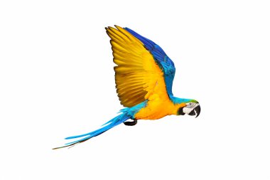 Colorful Blue and gold macaw flying isolated on white background. clipart