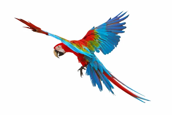 色彩斑斓的绿翼金刚鹦鹉在白色背景下独立飞行 — 图库照片