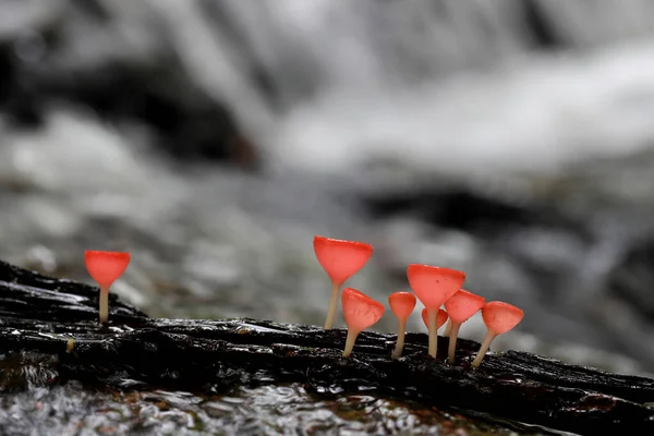 Fungo Champagne Sul Legno Decomposizione Nella Foresta Pluviale Cookeina Sulcipes — Foto Stock