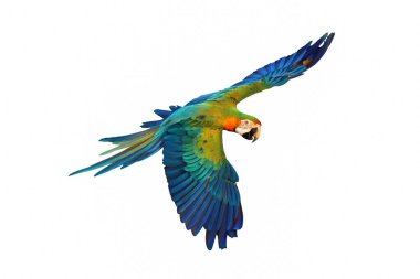 Renkli Catalina papağanı bembeyaz uçuyor..