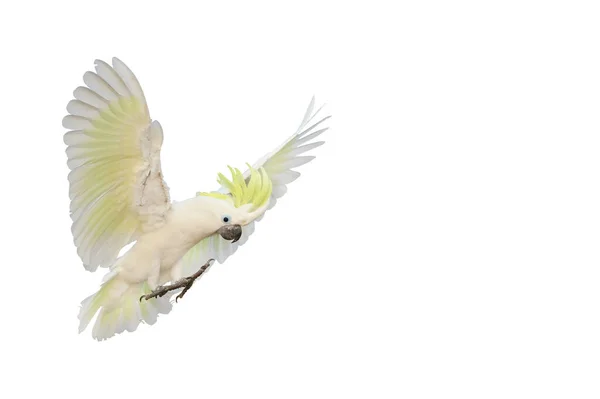 Bonito Papagaio Cacatua Isolado Fundo Branco — Fotografia de Stock