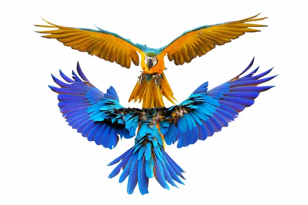Πολύχρωμο Μπλε Και Χρυσό Macaw Που Φέρουν Απομονώνονται Λευκό Φόντο — Φωτογραφία Αρχείου