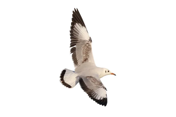 Schöne Möwe Fliegt Isoliert Auf Weißem Hintergrund — Stockfoto